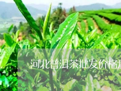 河北普洱茶批发价格及图片/2023051060594