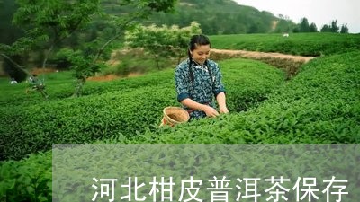 河北柑皮普洱茶保存/2023120417956