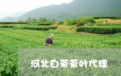 河北白茶茶叶代理/2023062371615