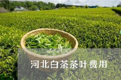 河北白茶茶叶费用/2023062329814