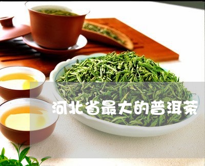 河北省最大的普洱茶/2023110725958