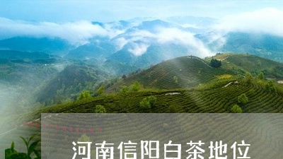 河南信阳白茶地位/2023062370582