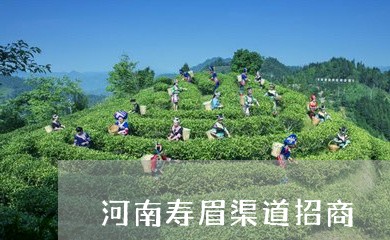 河南寿眉渠道招商/2023062363948