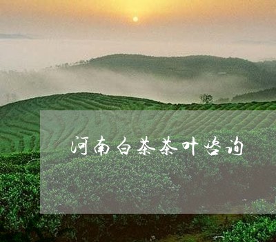 河南白茶茶叶咨询/2023062305250