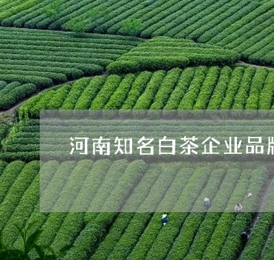 河南知名白茶企业品牌/2023100346269