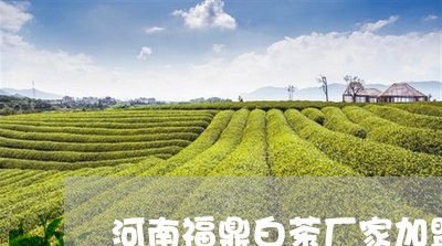 河南福鼎白茶厂家加盟/2023100363738