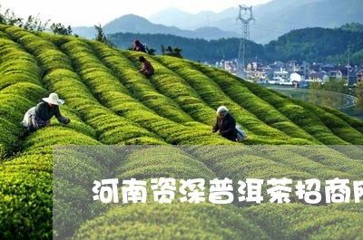 河南资深普洱茶招商网站/2023050698582