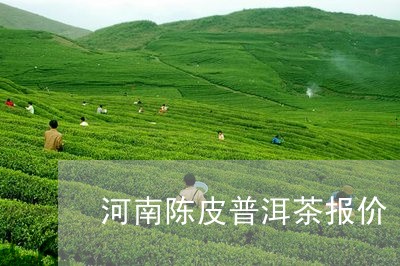 河南陈皮普洱茶报价/2023091471602