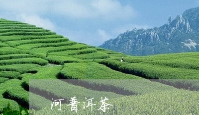 河普洱茶/2023121812585