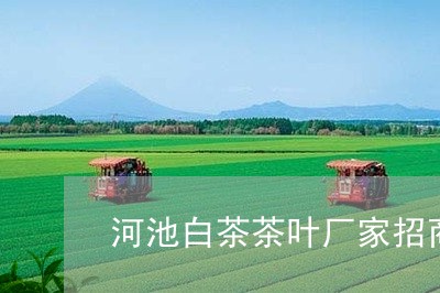 河池白茶茶叶厂家招商/2023100311717