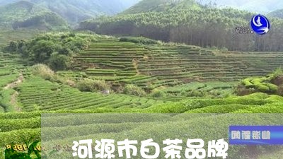 河源市白茶品牌/2023060383814