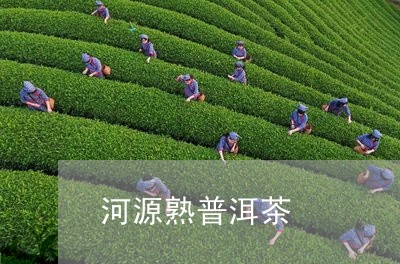 河源熟普洱茶/2023091334726