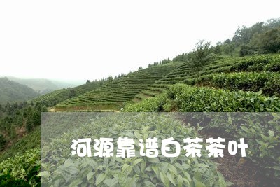 河源靠谱白茶茶叶/2023062265137