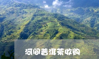 河间普洱茶收购/2023112637160