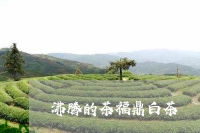 沸腾的茶福鼎白茶/2023082544848