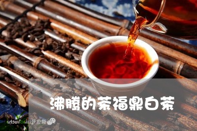 沸腾的茶福鼎白茶/2023111664948