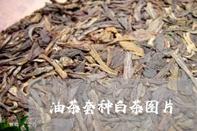 油茶套种白茶图片/2023062209575