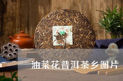 油菜花普洱茶乡图片/2023071081747