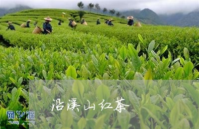 沿溪山红茶/2023090297359