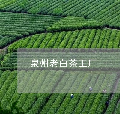 泉州老白茶工厂/2023060272614