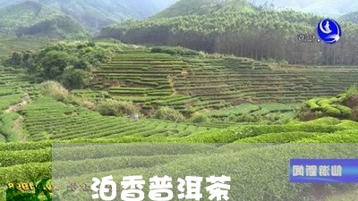 泊香普洱茶/2023102543003