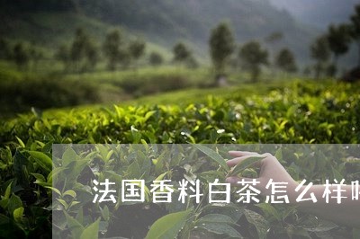 法国香料白茶怎么样喝好/2023102780825