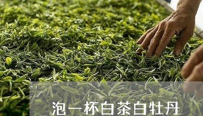 泡一杯白茶白牡丹/2023090525271