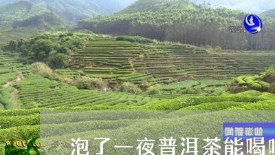 泡了一夜普洱茶能喝吗/2023092625160