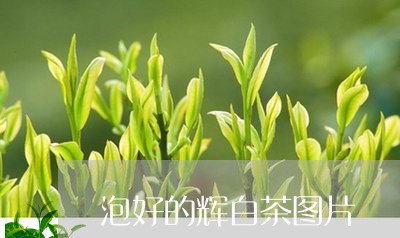 泡好的辉白茶图片/2023062253817