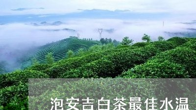 泡安吉白茶最佳水温/2023072168848