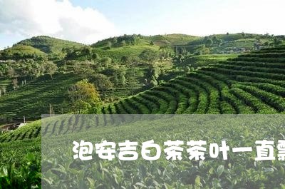 泡安吉白茶茶叶一直飘着/2023102725042