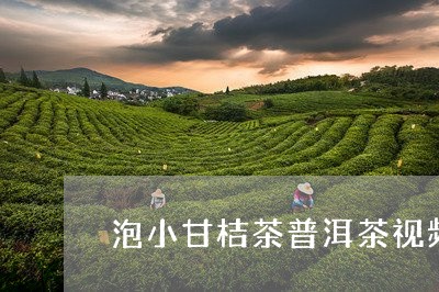 泡小甘桔茶普洱茶视频/2023062279360