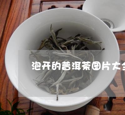 泡开的普洱茶图片大全/2023062562925