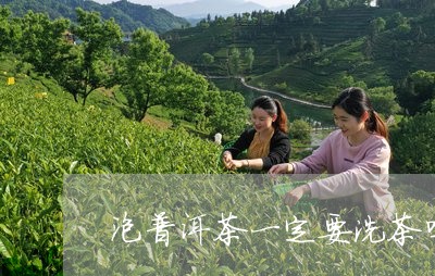 泡普洱茶一定要洗茶吗/2023062179514