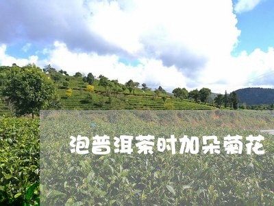 泡普洱茶时加朵菊花/2023120581895