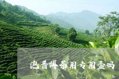 泡普洱茶用专用壶吗/2023101790503