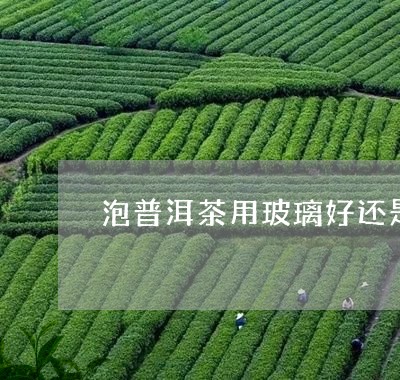 泡普洱茶用玻璃好还是陶瓷好/2023082655139