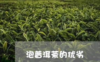 泡普洱茶的优劣/2023120390696