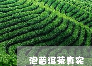 泡普洱茶真实/2023042979395