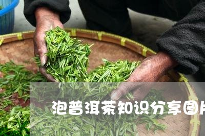 泡普洱茶知识分享图片/2023100683705