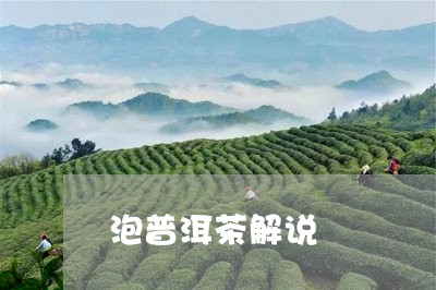 泡普洱茶解说/2023042890662