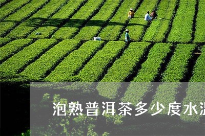 泡熟普洱茶多少度水温最好/2023112550593