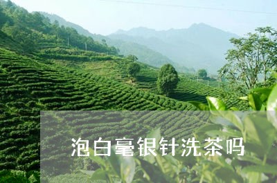 泡白毫银针洗茶吗/2023090615947