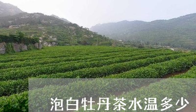 泡白牡丹茶水温多少/2023091458491