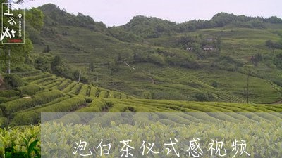 泡白茶仪式感视频/2023073071714