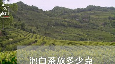 泡白茶放多少克/2023060203848