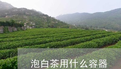 泡白茶用什么容器/2023062252924