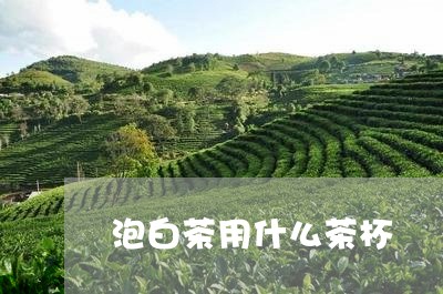 泡白茶用什么茶杯/2023062250806