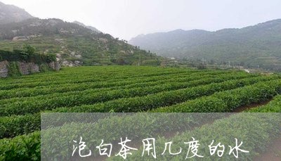 泡白茶用几度的水/2023062268582