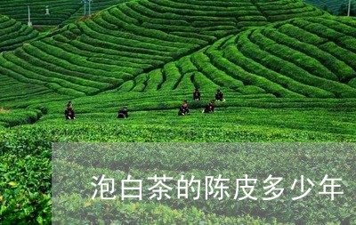 泡白茶的陈皮多少年/2023063050413